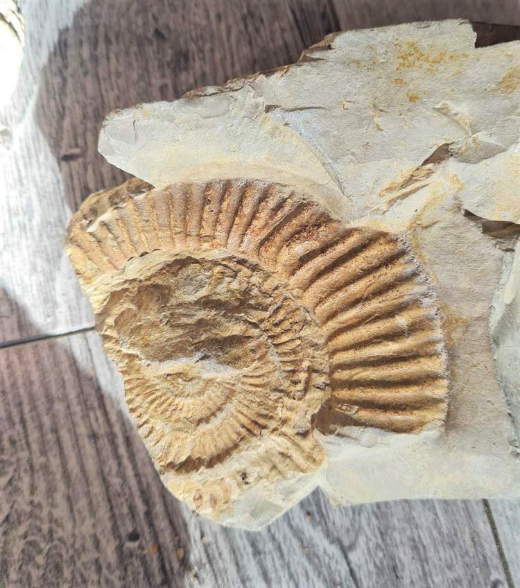 fosilija is brigitos kolekcijos